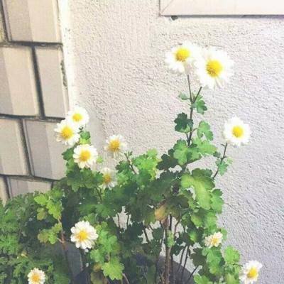 勇士之战最新版下载
